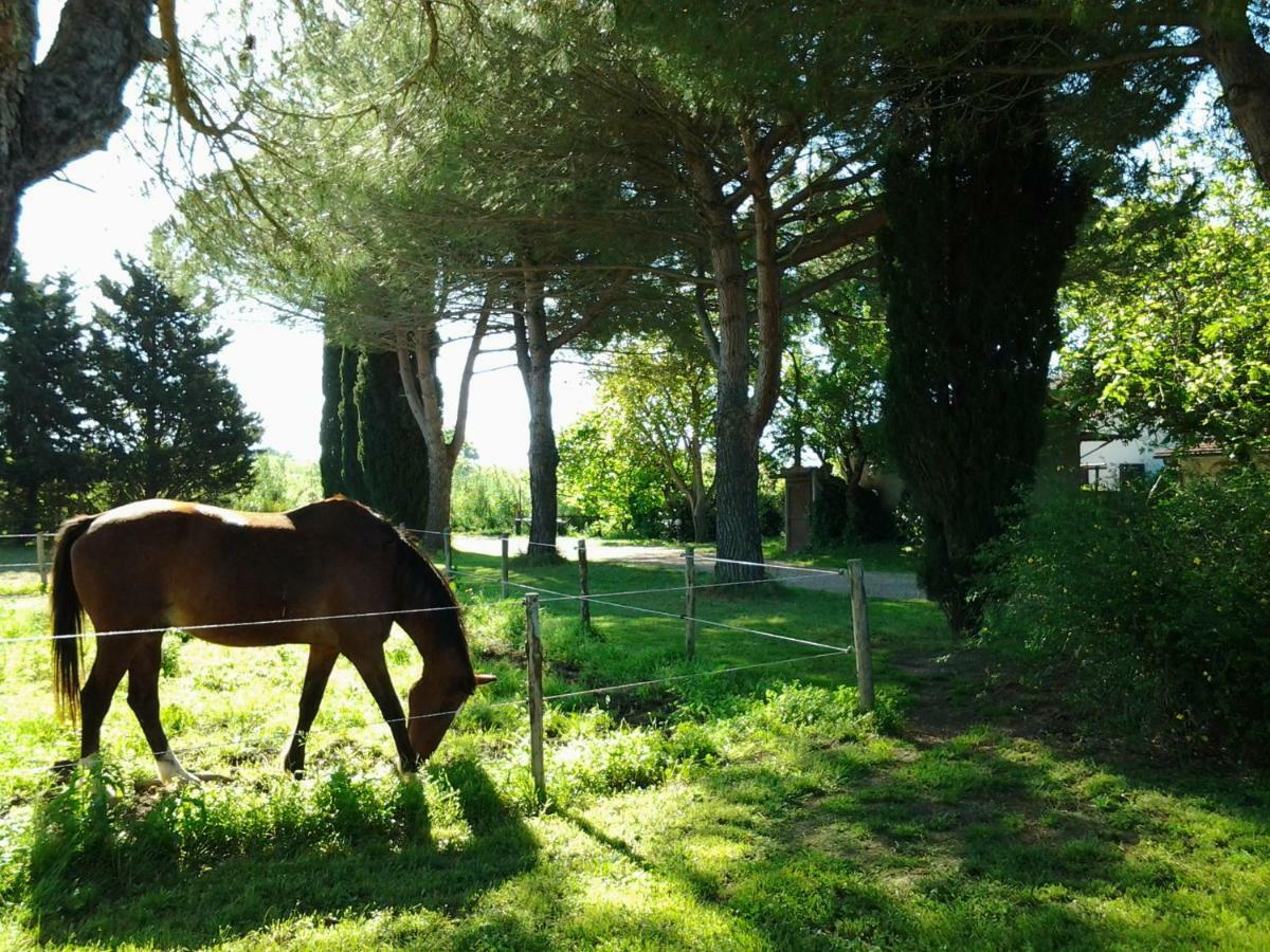 Agriturismo Piana Arborello Hotel Magliano in Toscana Kültér fotó